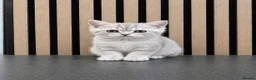 British Shorthair cats for sale: British short hair kittens - Advert 2