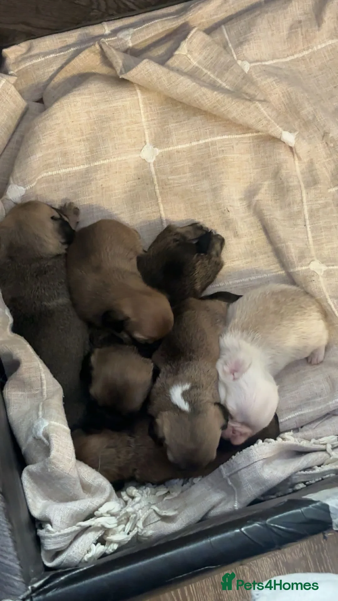 Mixed Breed dogs for sale: PUPPIESSSS in Huddersfield - Advert 2