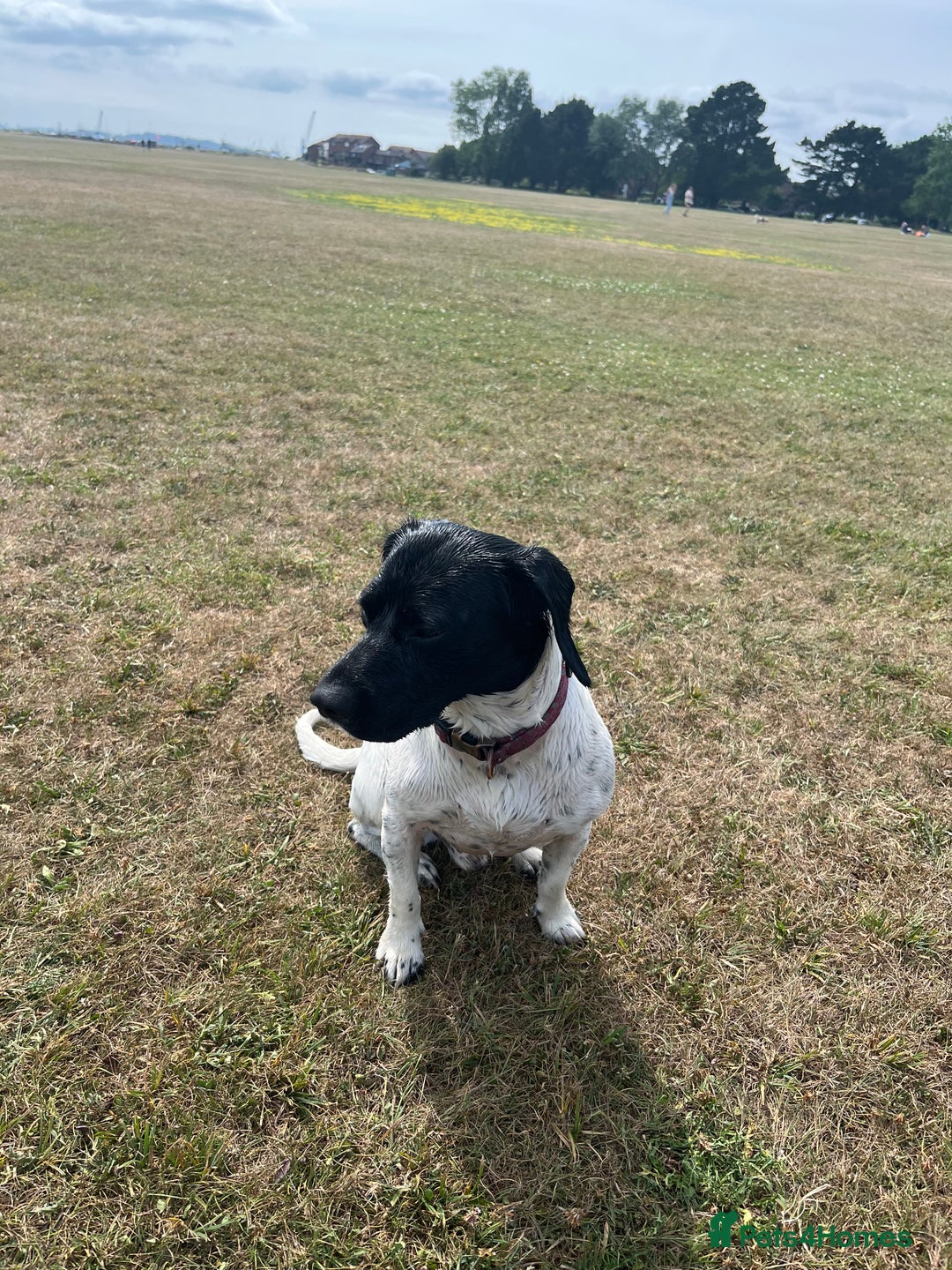 Mixed Breed dogs for sale: 2 year old jack Russell cross - Advert 2