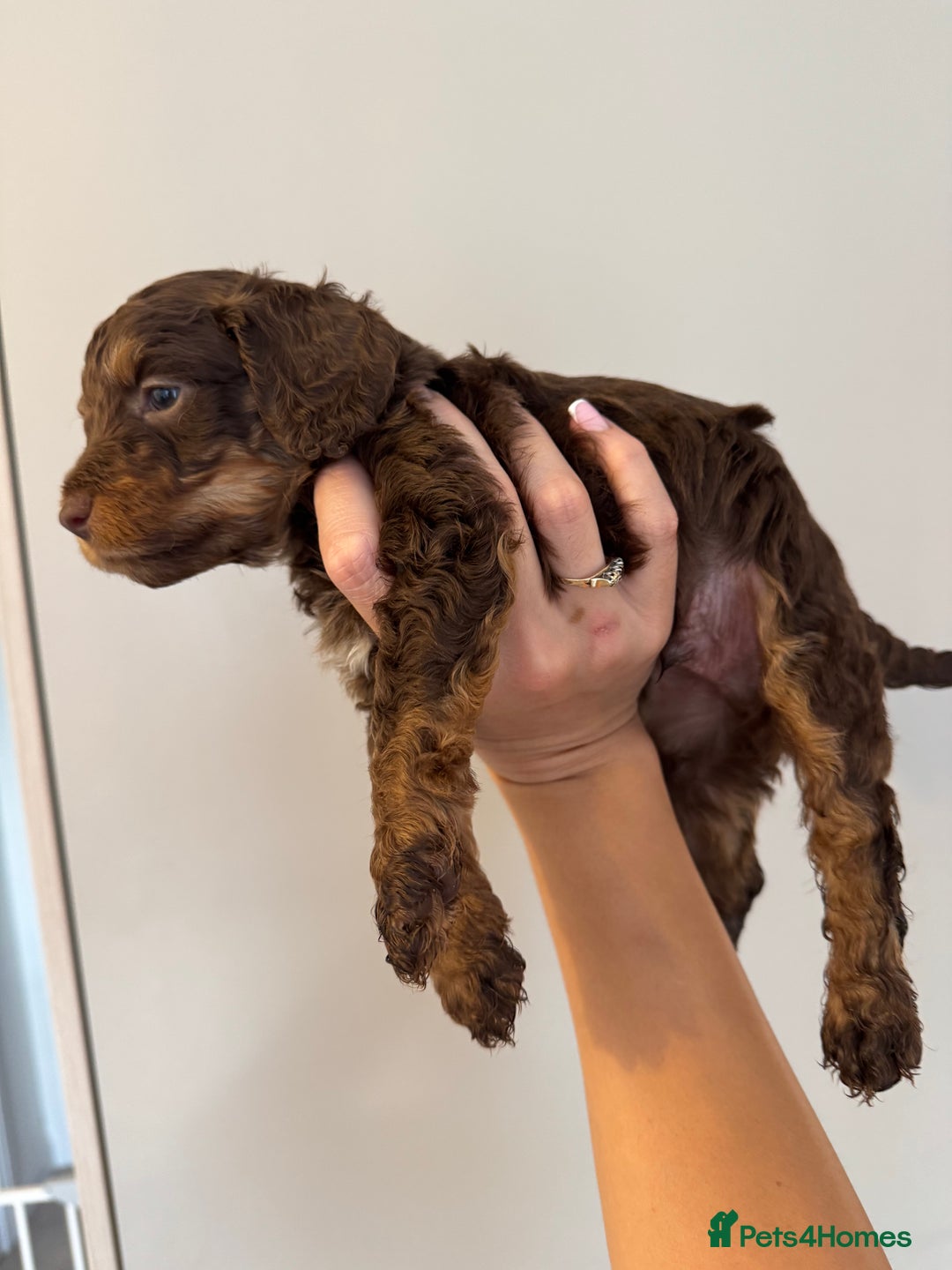 Cockapoo dogs for sale: Merle, Tri& Chocolate f2 Cockapoos (8boys 3girls!) - Image 11
