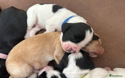 Sprocker dogs for sale: Sprocker Spaniel Puppies 🐶 - Image 4