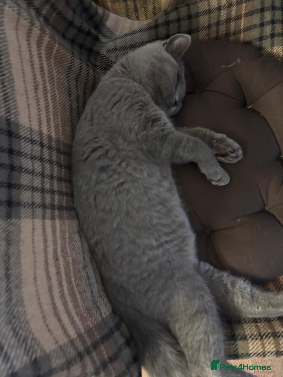 British Shorthair cats for sale: Blue British Shorthair Looking for a Loving Home💕 - Advert 5