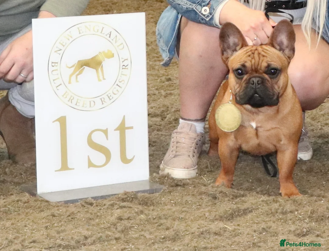 French Bulldog dogs for stud: 💥3x Ch Rocky of Empire OB UK💥FBCE Silver Tested in Doncaster - Advert 10