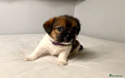 Mixed Breed dogs for sale: Stunning Jack tzu puppies. Jack Russell x Shih Tzu - Image 11
