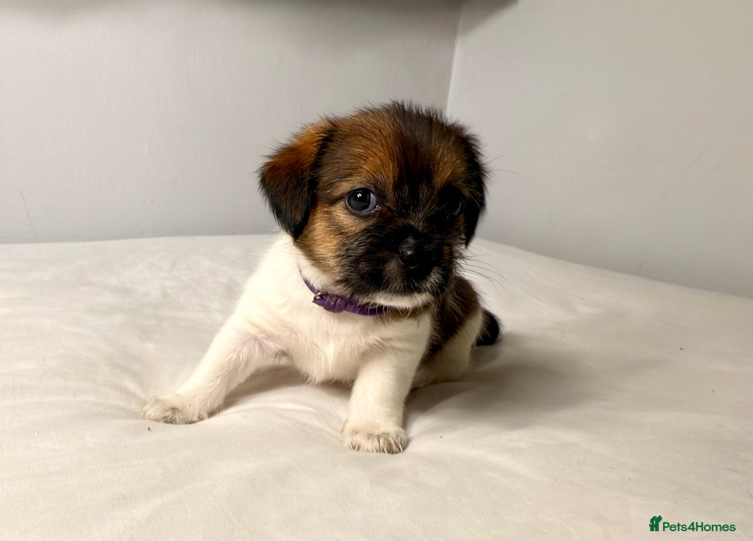 Mixed Breed dogs for sale: Stunning Jack tzu puppies. Jack Russell x Shih Tzu - Image 11