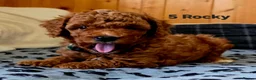 Toy Poodle dogs for sale: Toy Poodle  - Advert 12