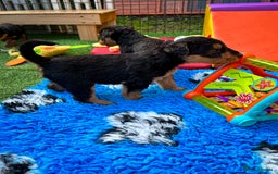 Airedale Terrier dogs for sale: ⭐️⭐️FAMILY REARED KC AIREDALE PUPS⭐️⭐️ - Image 20