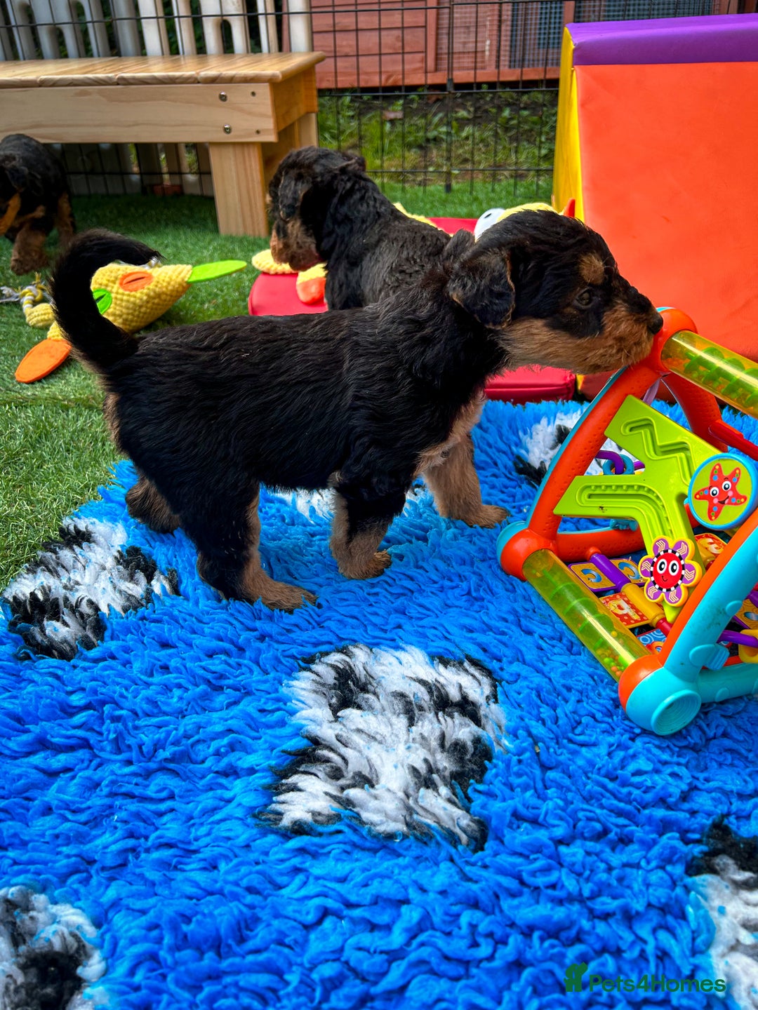 Airedale Terrier dogs for sale: ⭐️⭐️FAMILY REARED KC AIREDALE PUPS⭐️⭐️ - Image 20