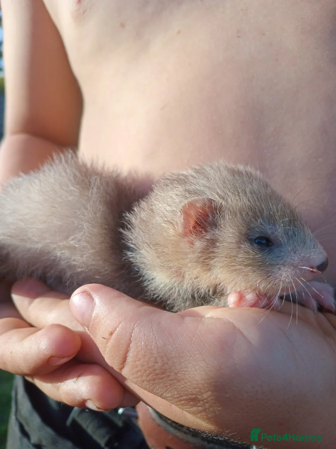 Ferret rodents for sale: Baby hob ferrets in Whitchurch - Advert 2