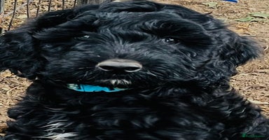 Cockapoo dogs - Advert 9