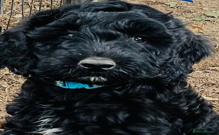 Cockapoo dogs - Advert 9