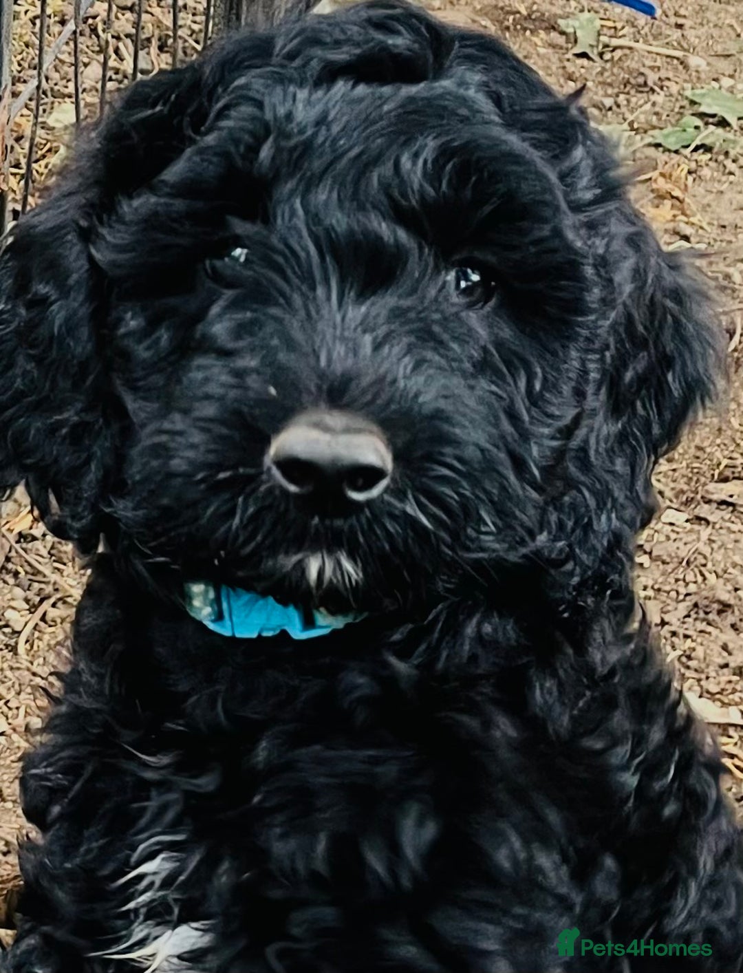 Cockapoo dogs for sale: Cockapoo puppies - Image 2