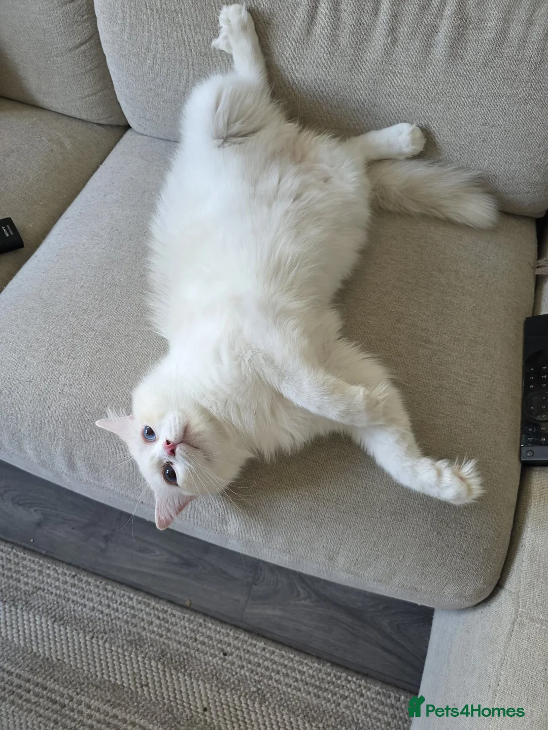 Ragdoll cats for sale: Outstanding TICA Registered Ragdoll Stud Male in Plymouth - Advert 3