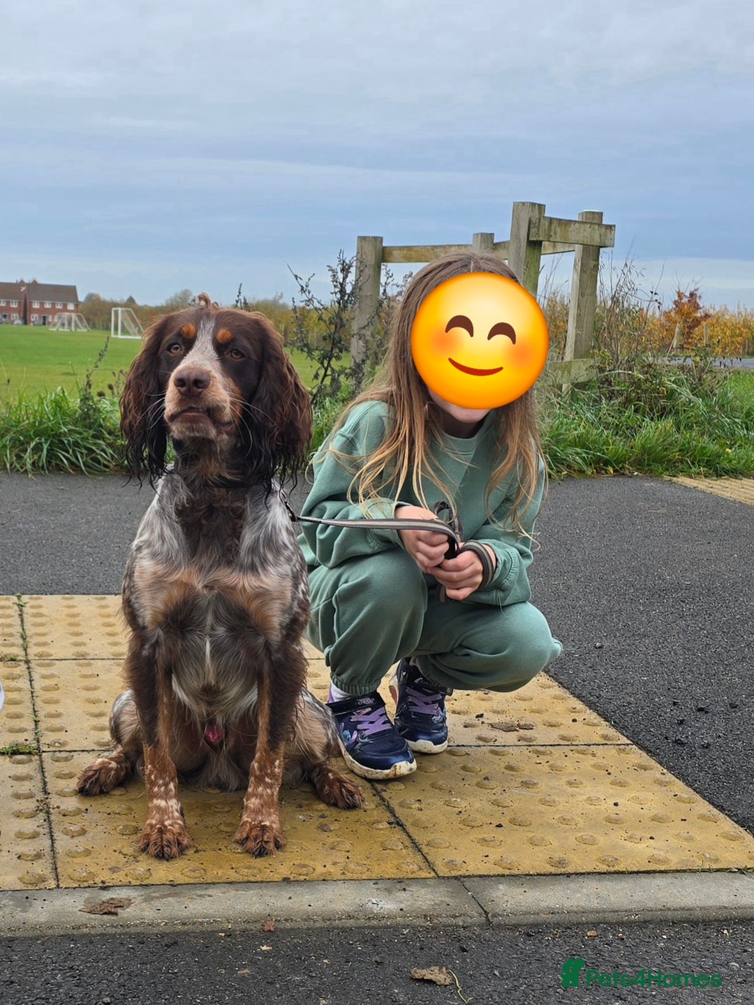 Cocker Spaniel dogs for stud: FOR STUD  - Advert 2