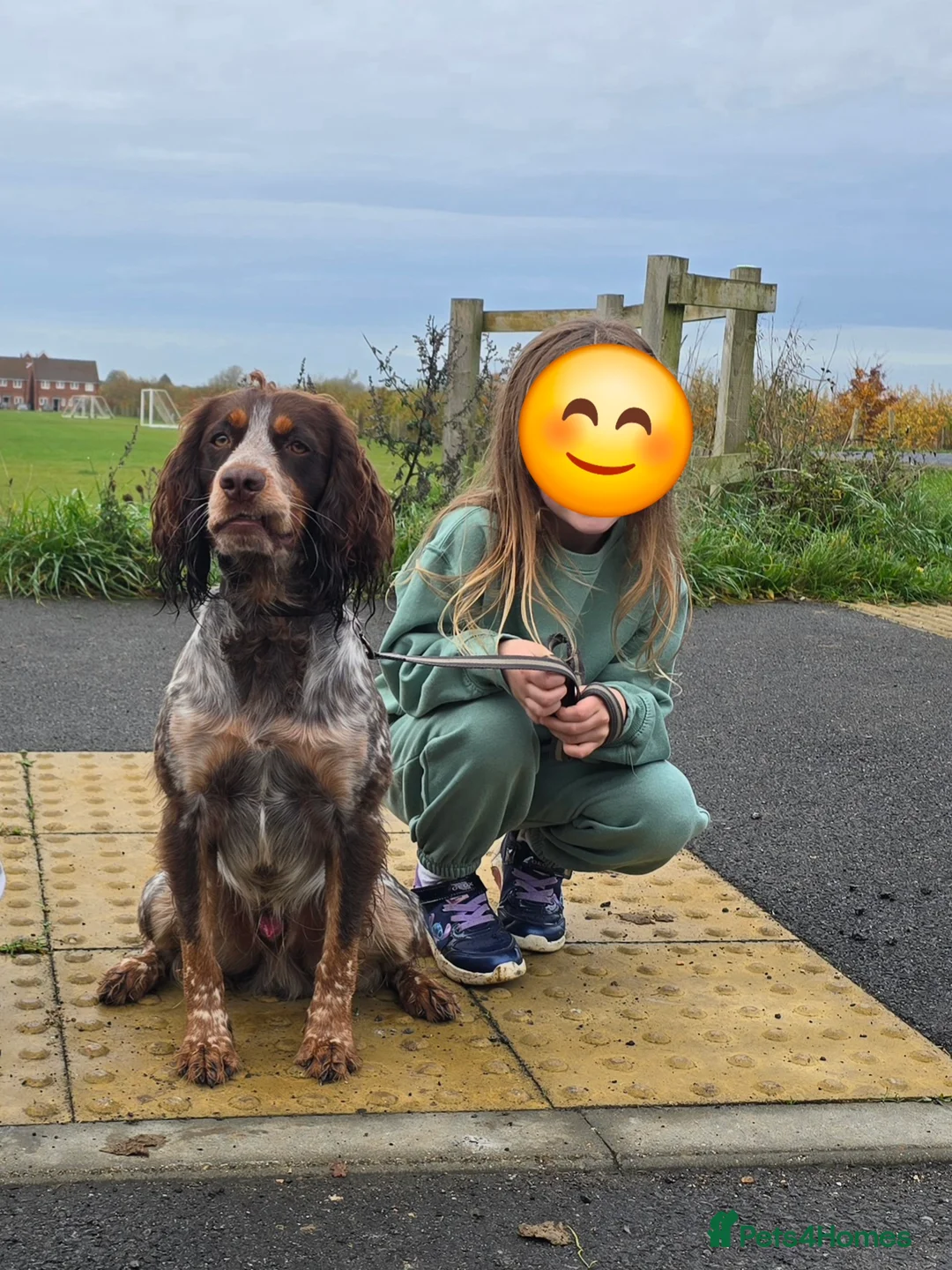 Cocker Spaniel dogs for stud: FOR STUD  - Advert 2