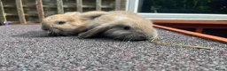 Mini Lop rabbits for sale: Mini Lop Rabbits | Ready Now | Hampshire in Alton - Advert 4