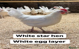 Chickens poultry for sale: Hybrid hens at point of lay  - Advert 3