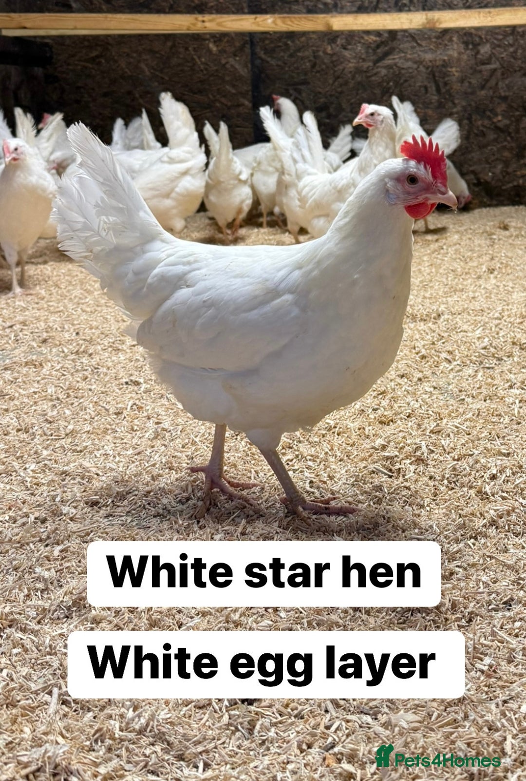 Chickens poultry for sale: Hybrid hens at point of lay  - Advert 3