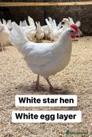 Chickens poultry Hybrid hens at point of lay - Advert 8