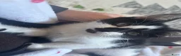 Mixed Breed cats for sale: 4 Female Bengal mixes for sale  - Advert 2