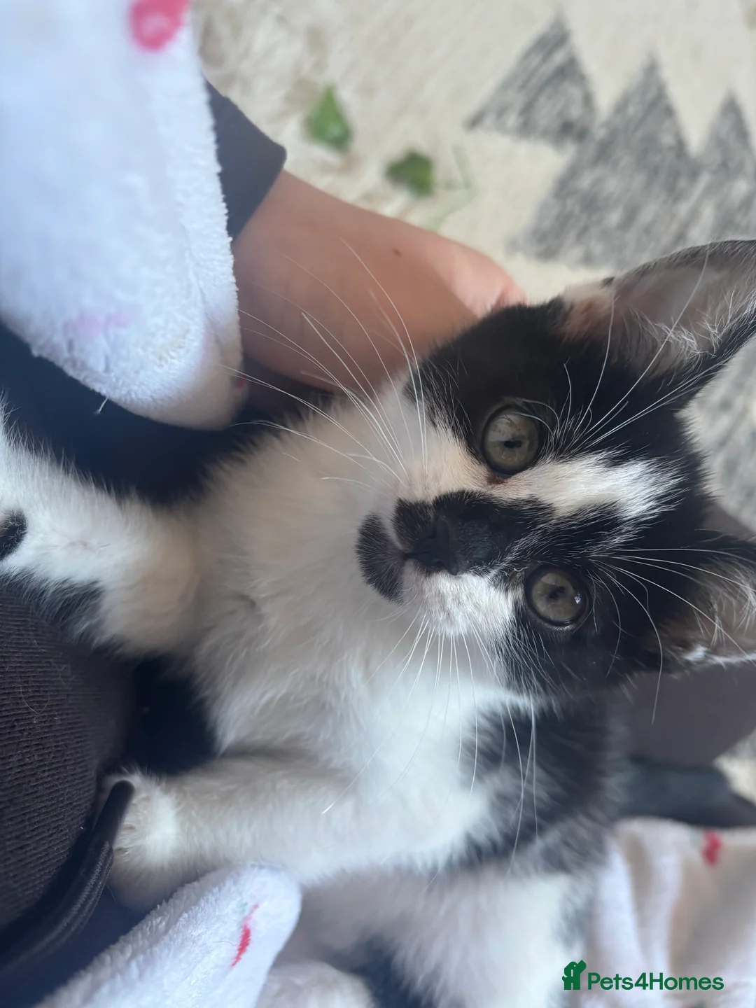 Mixed Breed cats for sale: 4 Female Bengal mixes for sale  - Advert 2