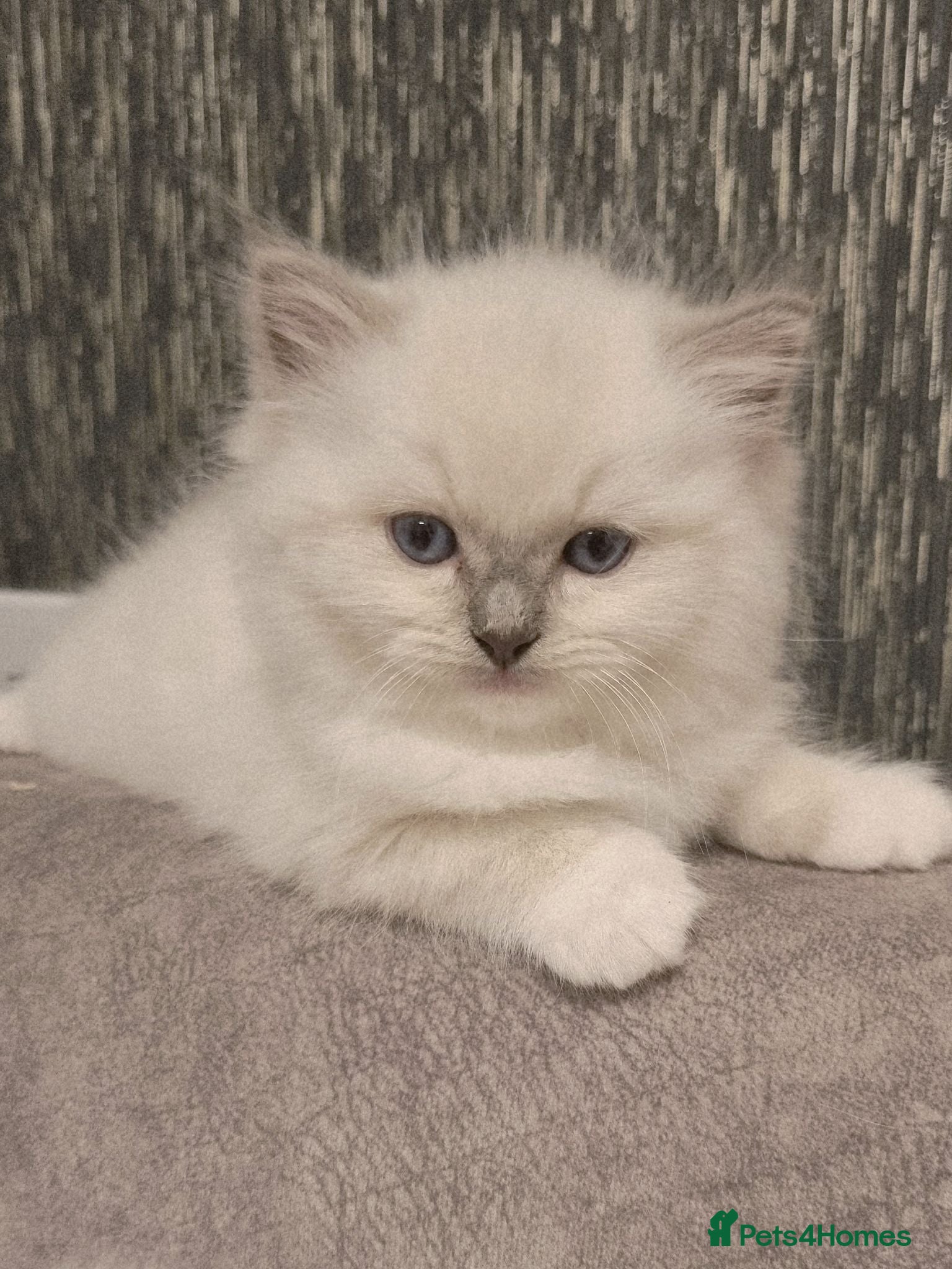 Ragdoll cats Last Ragdoll Boy DNA tested  - Advert 15