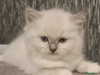 Ragdoll cats Last Ragdoll Boy DNA tested - Advert 15