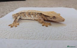Gecko reptiles for sale: Beautiful Female Crested Geckos    - Image 10