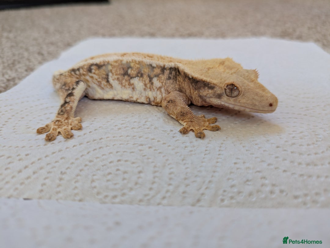 Gecko reptiles for sale: Beautiful Female Crested Geckos    - Image 10