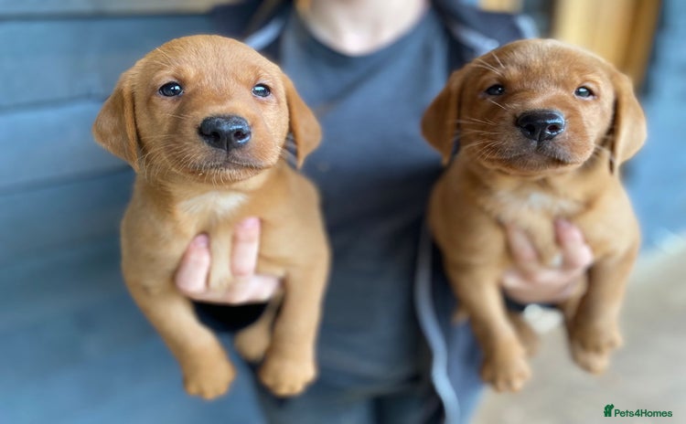 Labrador Retriever dogs - Advert 10