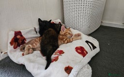 Mixed Breed cats for sale: 3 beautiful kittens. - Image 5