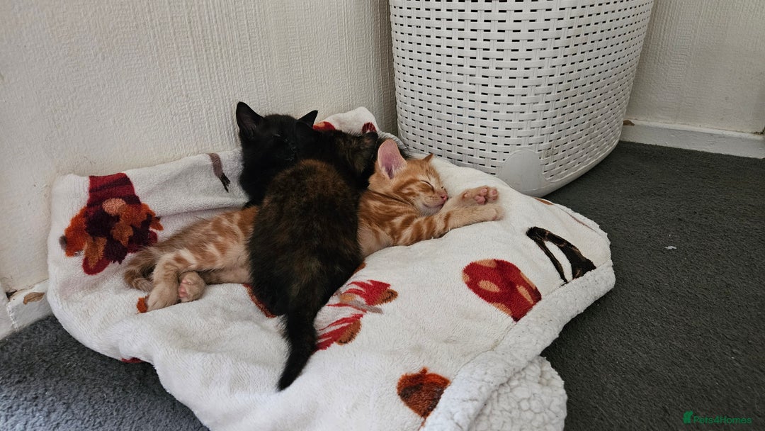 Mixed Breed cats for sale: 3 beautiful kittens. - Image 5