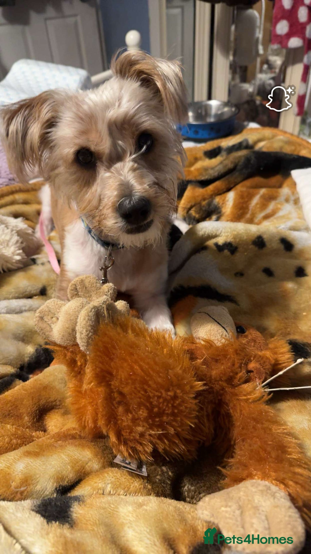 Mixed Breed dogs for sale: Jack Russel cross puppies  - Image 7