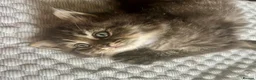 Persian cats for sale: Cute Half Persian Kittens  - Advert 7