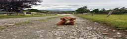 Mixed Breed dogs for sale: Sprollie puppies  - Advert 5