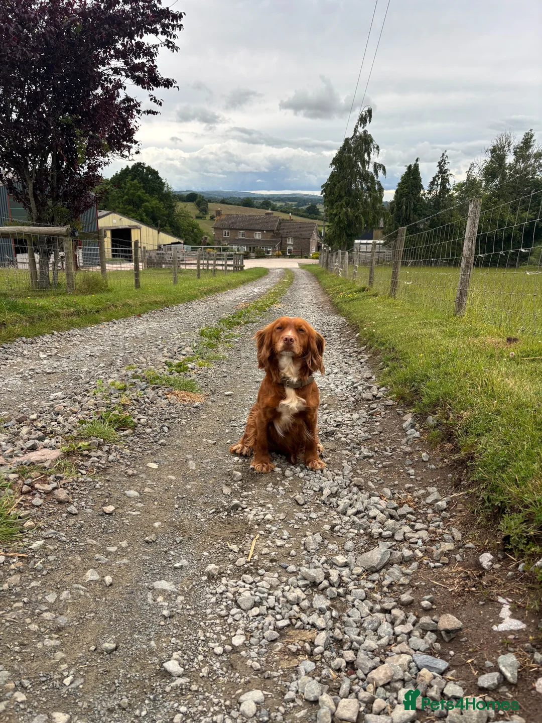 Mixed Breed dogs for sale: Sprollie puppies  - Advert 5