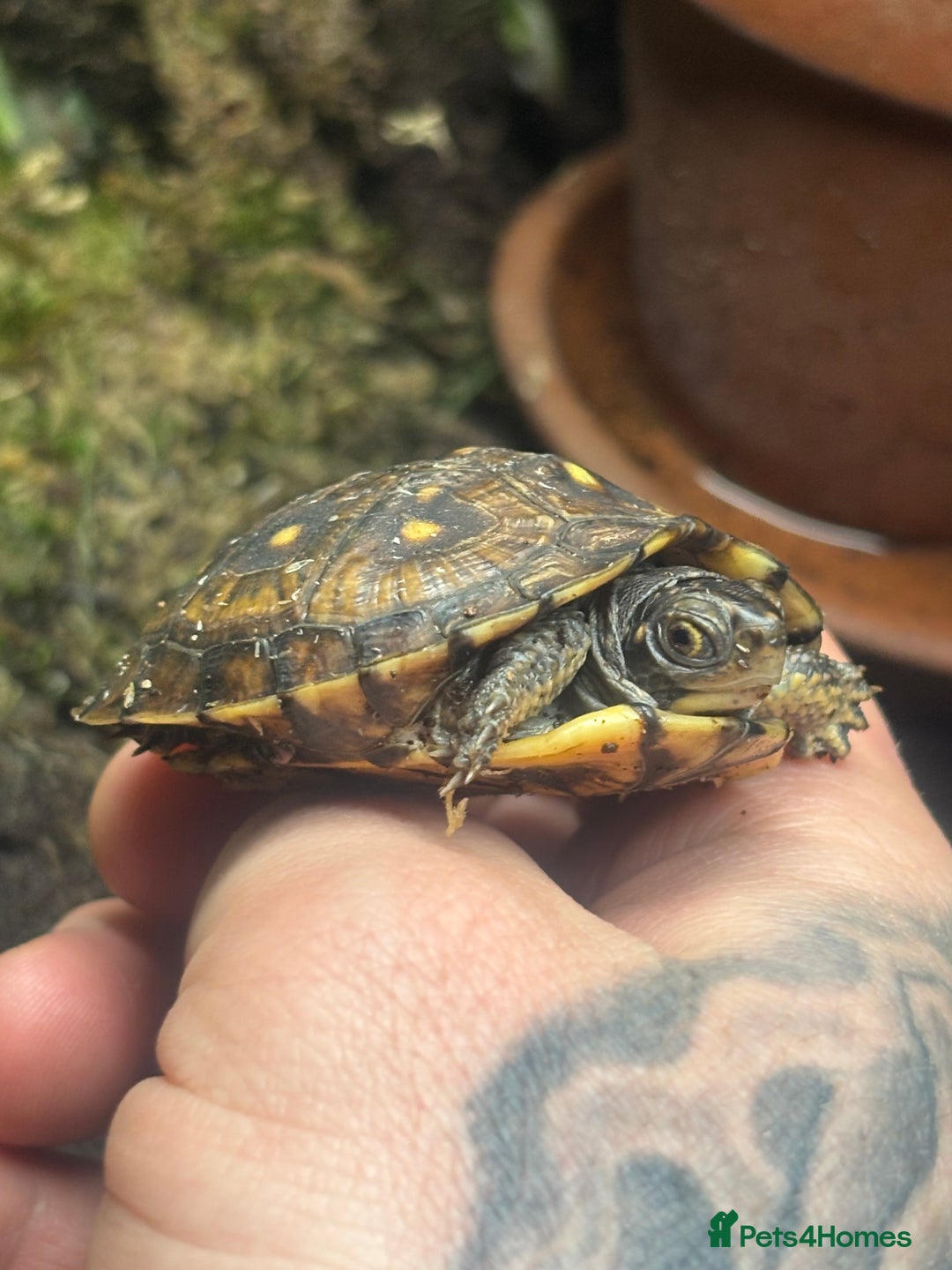 Gallery Image {{count}}