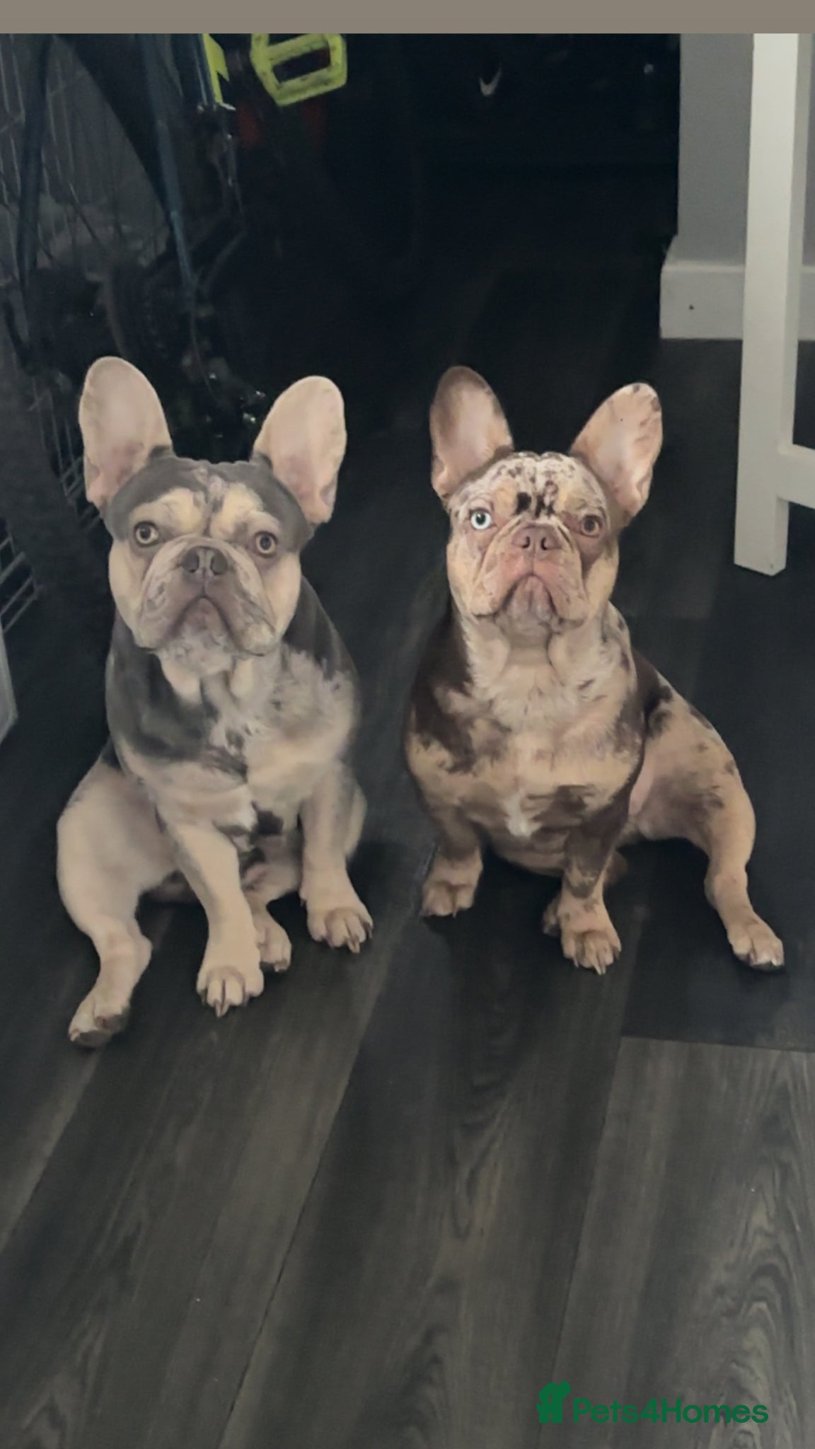 French Bulldog dogs for sale: Pair of merle French Bulldogs - Advert 5