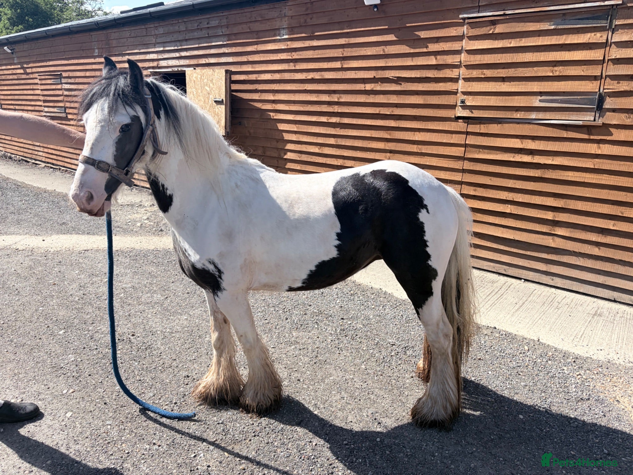 Irish Cob horses 11 hands 1 driving mare  - Advert 4