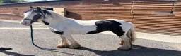 Irish Cob horses for sale: 11 hands 1 driving mare  - Advert 1