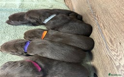 Labrador Retriever dogs for sale: Chunky chocolate labradors  - Image 22