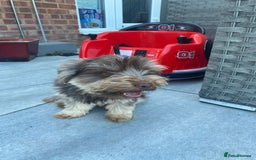 Yorkshire Terrier dogs for sale: 5-year-old chocolate girl - Image 1