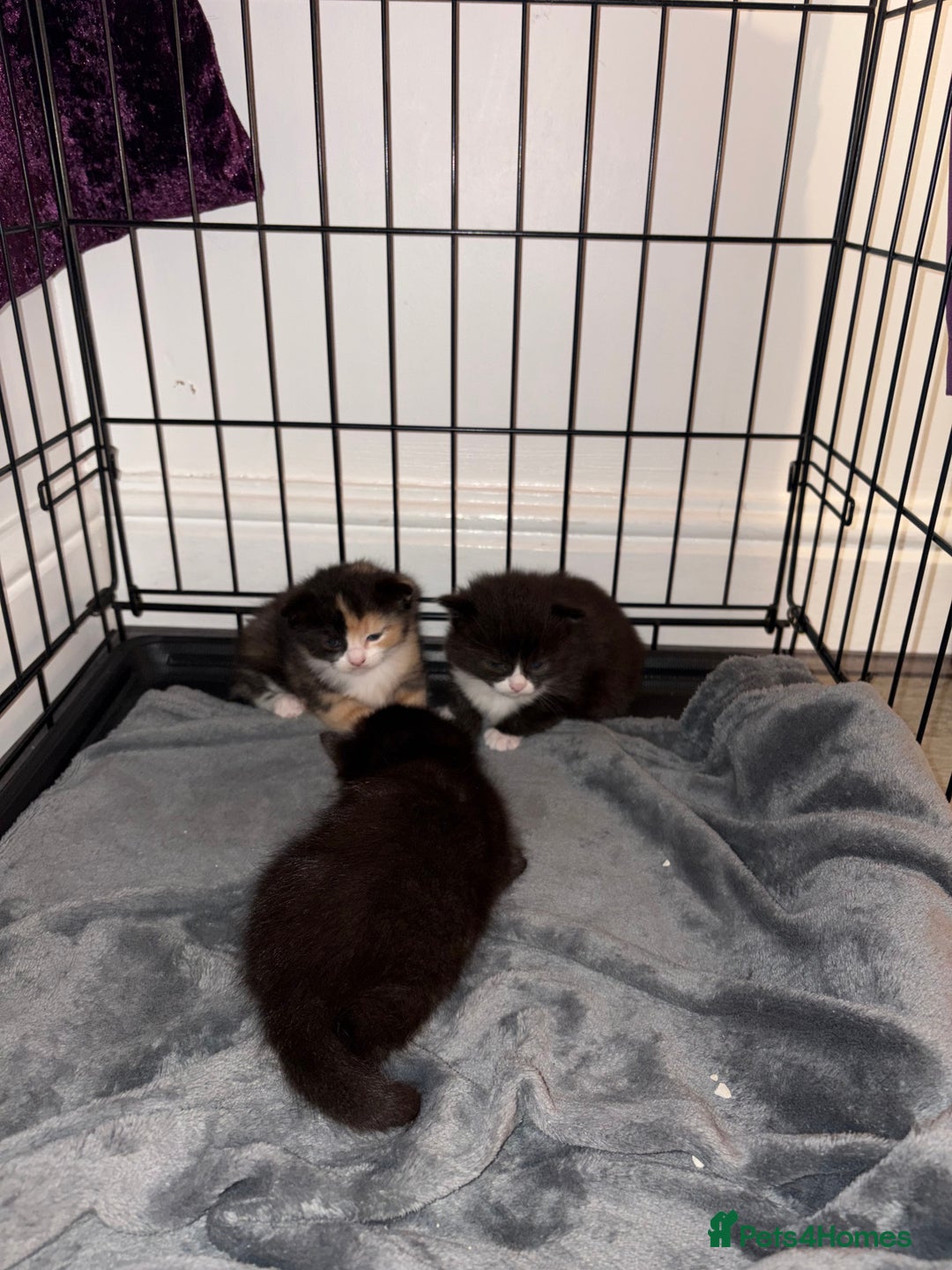 Mixed Breed cats for sale: Adorable Litter of Kittens ready for  🎄🐾 — £150 - Advert 4