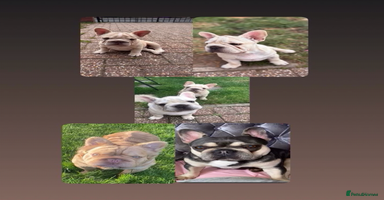 French Bulldog dogs in Liverpool - Advert 15
