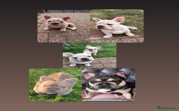 French Bulldog dogs in Liverpool - Advert 12