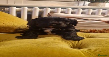 Mixed Breed dogs - Advert 1