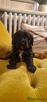 Mixed Breed dogs - Advert 1
