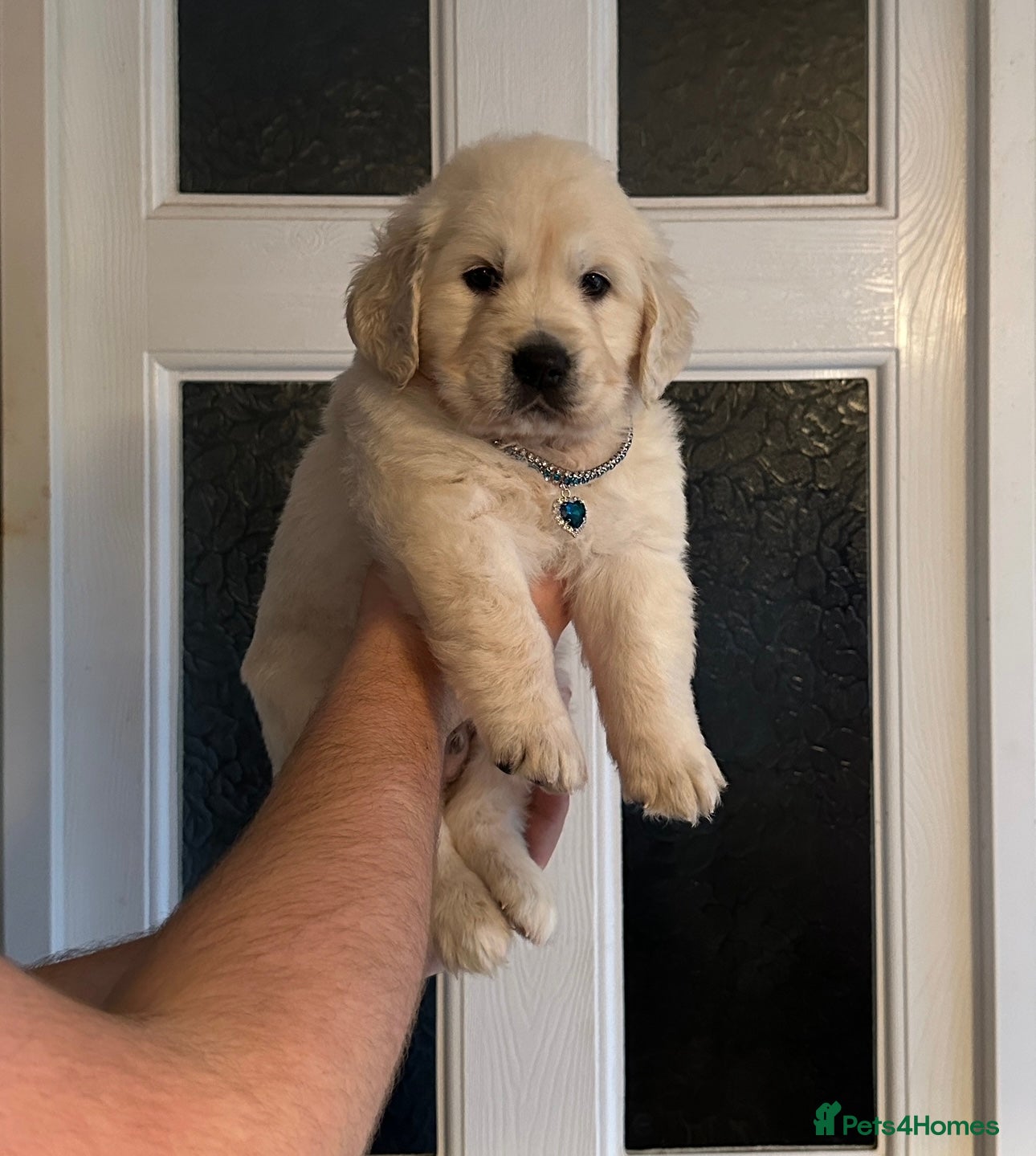 Golden Retriever dogs Stunning golden retriever puppies for sale  - Advert 6