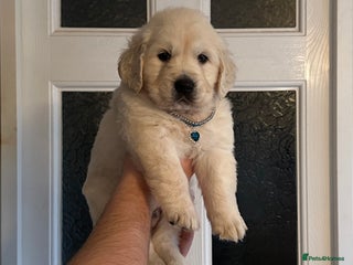Golden Retriever dogs Stunning golden retriever puppies for sale - Advert 6