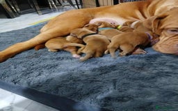 Dogue De Bordeaux dogs for sale: Dogue De Bordeaux puppies - Advert 7